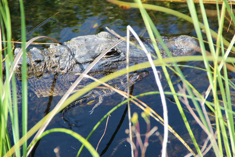 Everglades